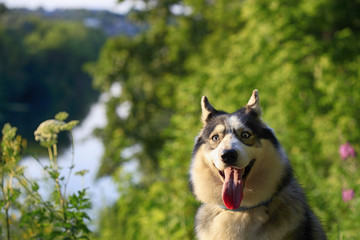 Portrait of a beautiful Siberian husky outdoors in a park summer