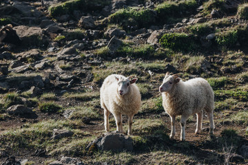 scenic view of sheep grazing in beautiful meadow in Iceland
