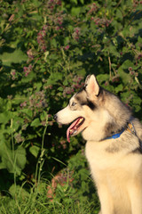 beautiful Siberian Husky in nature