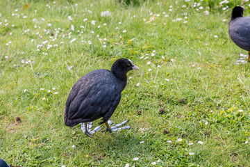 Bird on grass