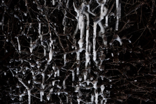 Schwarzdorn mit Salzwasser und Salzkristallen zur Salzanreicherung am Gradierwerk im Kurpark Bad Mergentheim in Baden-W&uuml;rrtemberg
