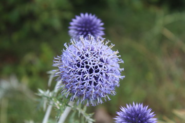 fiore