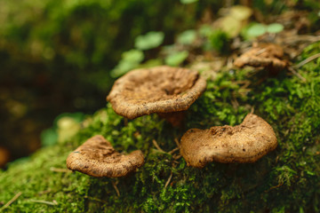 Mushrooms on the moss