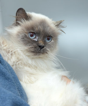 Babylonokia Bilder Durchsuchen 44 Archivfotos, und