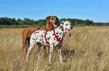 Dalmatian and Ridgeback on a field