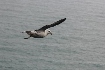 scenic view of seagull flying above wavy sea during daytime in Iceland