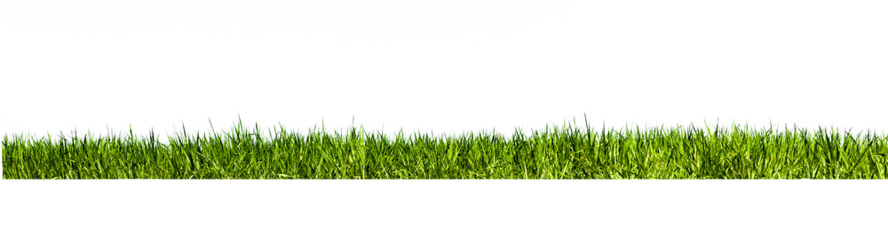 Gras