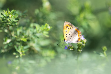 Small copper perches on purple flowers of verbena brasiliensis.
