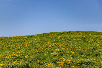 大野亀のトビシマカンゾウ