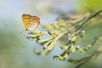 Small copper perches on purple flowers of verbena brasiliensis.