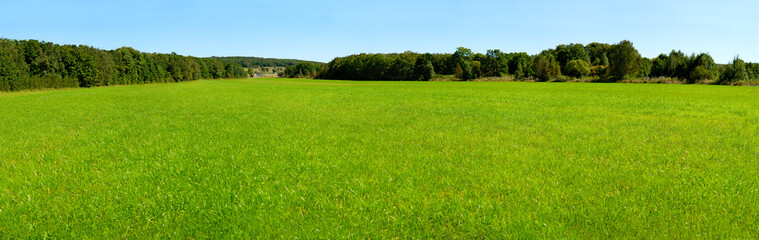 Panorama of a large green meadow. Green grass on a meadow surrounded by forest. Panorama of nature...