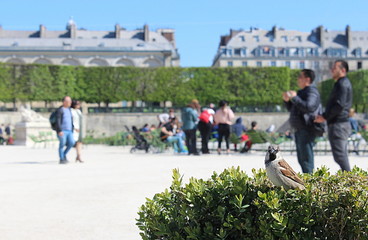Fototapeta na wymiar Oiseau : Apparition irréelle dans une parc à Paris