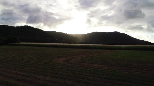canefield
