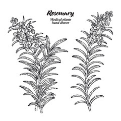 Rosemary branch with leaves and flowers isolated on white background. Medical herbs collection. Hand drawn vector illustration engraved.