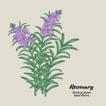 Rosemary branch with leaves and flowers. Medical herbs collection. Hand drawn vector illustration.