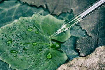 Scientist with natural drug and cosmetics research, Organic essence oil dropping on green leaf...