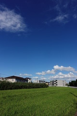 Obraz premium 稲