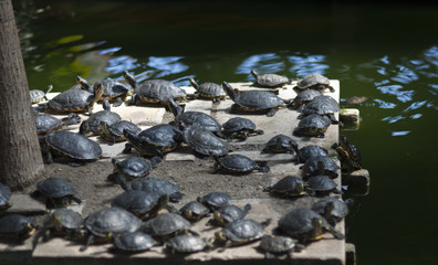 tortugas