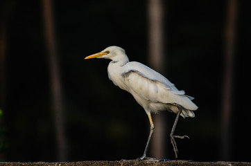 Great blue heron in its natural habitat