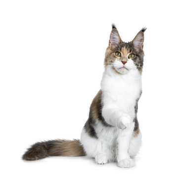 Sweet bicolor high white Maine Coon cat girl sitting up front view with one paw lifted is air, looking straight at the camera isolated on white background
