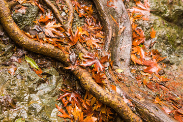 Autumn nature with rocks and leaves in Troodos mountains in Cyprus