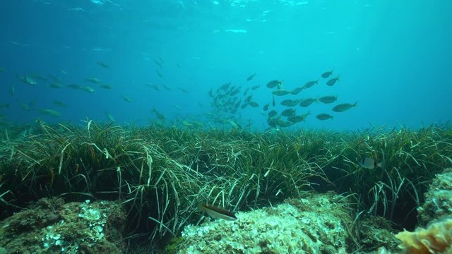 A shoal of fish, sea breams Sarpa salpa, with seagrass Posidonia Oceanica underwater in the Mediterranean sea, Catalonia, Costa Brava, Spain

