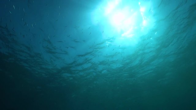 The water surface seen from underwater with bright sunlight and small fish, Mediterranean sea, natural scene
