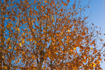 Autumn tree on a background of blue sky