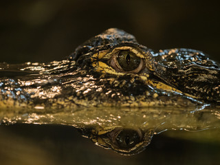 Portrait eines Alligators