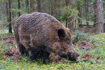 Wild boar