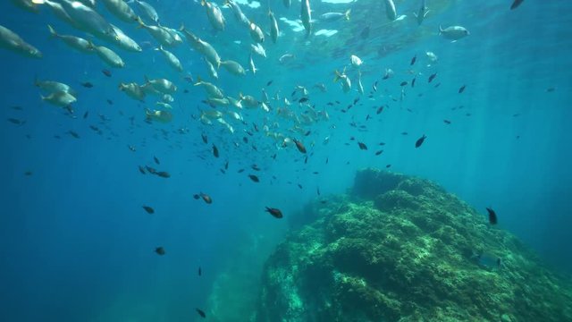 Underwater a school of fish ( sea bream with damselfish ) near the water surface in the Mediterranean sea, marine reserve of Cerbere Banyuls, Pyrenees-Orientales, Roussillon, France

