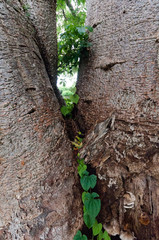 Baobab tree trunk closeup showing fused stems