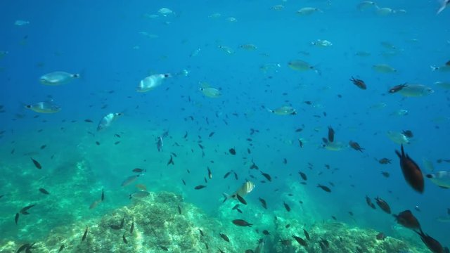Underwater a shoal of fishes ( sea bream with damselfish ) in the Mediterranean sea, France
