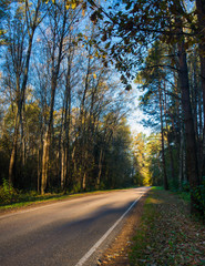 road in the autumn forest