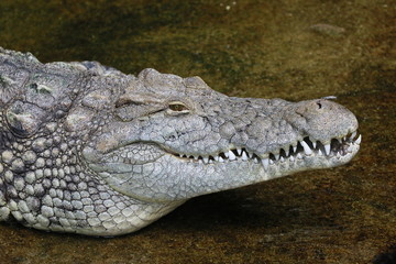 ワニ　クロコダイル　ワニの顔