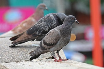 Pigeons,  they live in NONG PRA JAK public park,  at UDONTHANI province THAILAND. © PICHAYANON