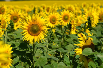 Fototapeta premium sunflower field of sunflowers