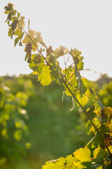 A branch of the vine at sunset