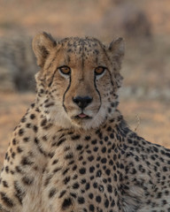 Naklejka na ściany i meble Cheetah conservation