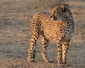 Fototapeta premium Cheetah conservation