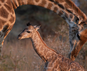 New Born Giraffe