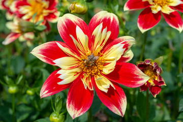 Obraz premium Big colorful round flowers of dahlia plant in garden, floral background