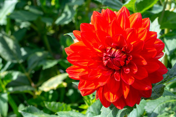 Big colorful round flowers of dahlia plant in garden, floral background