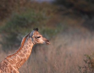New Born Giraffe