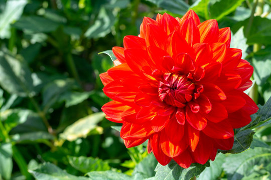 Fototapeta Big colorful round flowers of dahlia plant in garden, floral background