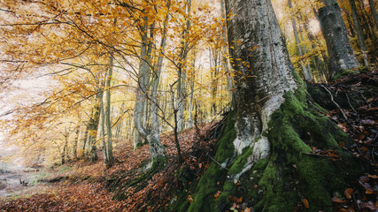 old tree in woods in autumn