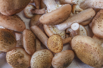 mushrooms agaric honey on a wooden desk as food background