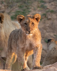 Lion Cubs feeding and playing.