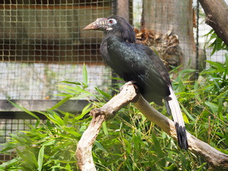 Photography that is showing a Visayan hornbill (scientific name: Penelopides panini)