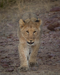 Fototapeta premium Lion Cubs feeding and playing.